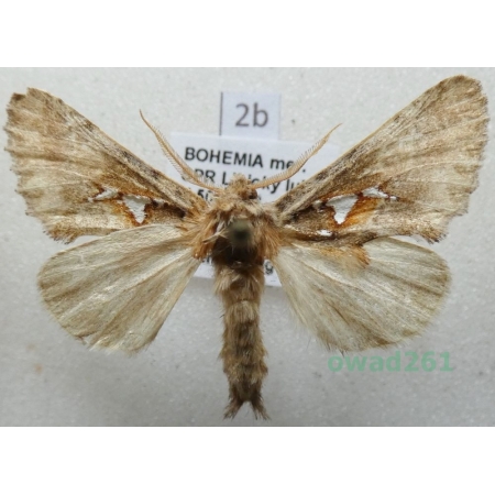 Spatalia argentina (Denis & Schiffermüller, 1775) Czech2b